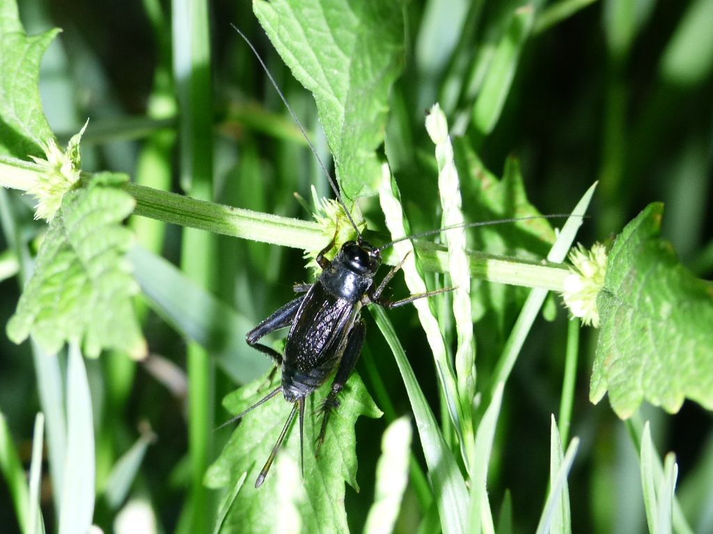 Che animale produce questo suono? Svercus palmetorum palmetorum (Gryllidae)